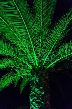  Palm tree
