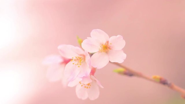 桜ソメイヨシノ