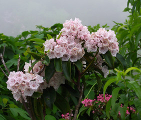 Naklejka premium Mountain Laurel