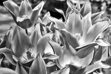 Close up of Tulips petals in black and white
