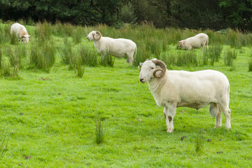 Fototapeta premium Welsh Mountain Rams