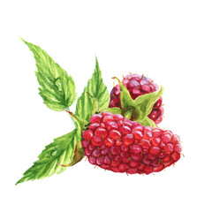 Watercolor raspberry decoration. Red berries. Realistic illustration. Isolated on white background. Colorful floral set with raspberry and leaves. Beautiful raspberry bouquet for your own design.