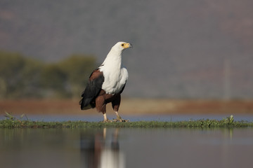 African fish-eagle, Haliaeetus vocifer
