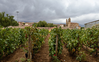 Fototapeta na wymiar Vista de las viñas y la catedral de El ciego en la Rioja Alavesa en un día de lluvia