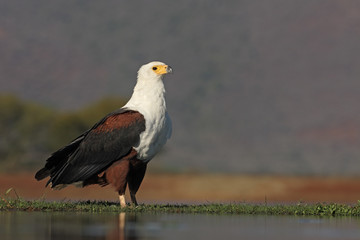 African fish-eagle, Haliaeetus vocifer