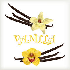 Vanilla flower and pods