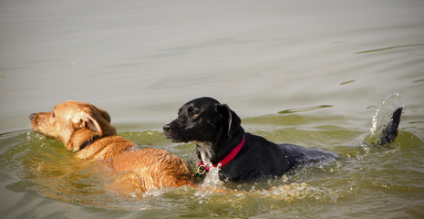 Two sweet mutts dog paddling together towards left in a pond © dmussman