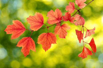 autumn leaves background