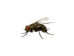 fly on a white