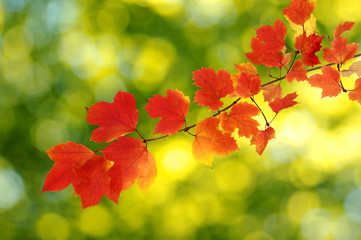 autumn leaves background