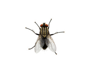 fly on a white