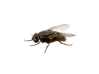 fly on a white
