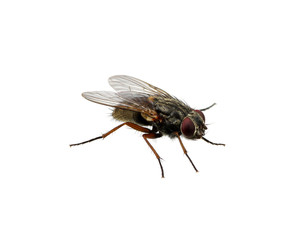 fly on a white