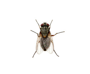 fly on a white