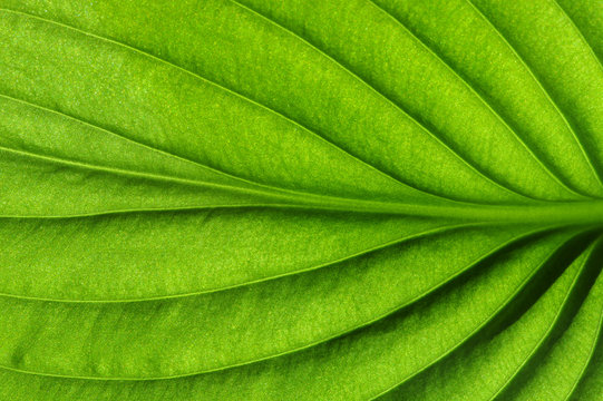 Close up on green leaf