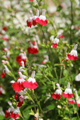 Obraz na płótnie Canvas Salvia Hot Lips rouge et blanche