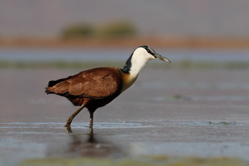 African jacana, Actophilornis africanus