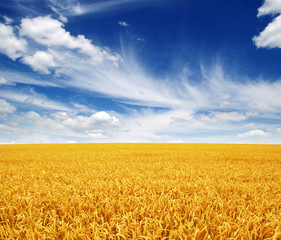 wheat field and sky