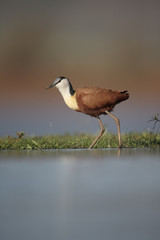 African jacana, Actophilornis africanus