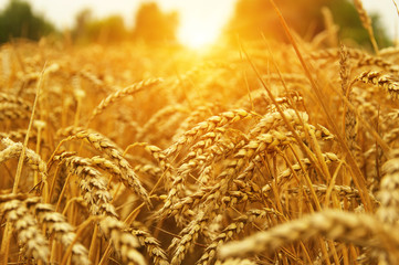  Wheat field on sun