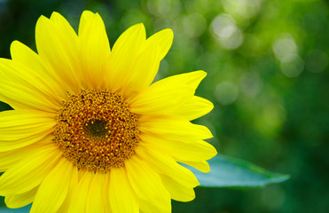 sunflower on green