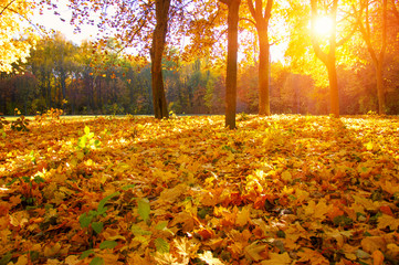  autumn trees with the sun rays