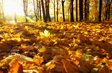 Naklejka premium autumn trees on sun