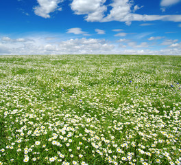 white daisies on blue sky