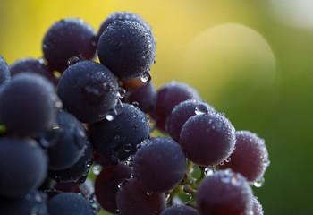 Bunch of Grapes with water droplets