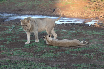 Obraz na płótnie Canvas African lion, Panthera leo