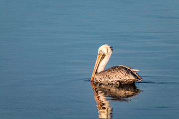 Pelican in Water - 121255300