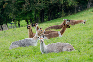 Herd of llamas sitting grazing in field. Domesticated camelids raised for wool, chewing cud and eating grass in British countryside © iredding01