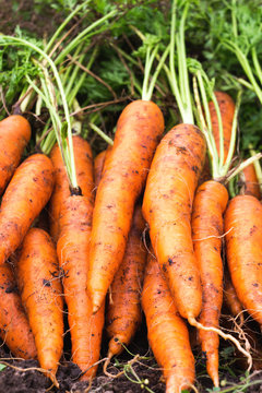 Homegrown carrots on a patch