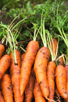 Organic homegrown carrots