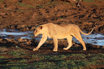 Obraz premium African lion, Panthera leo