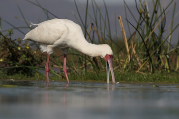 Obraz premium African spoonbill, Platalea alba