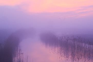 Very foggy pink sunrise in the wetlands of the Dutch countryside.