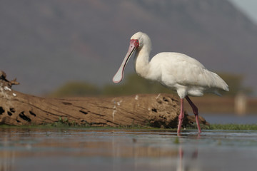 African spoonbill, Platalea alba