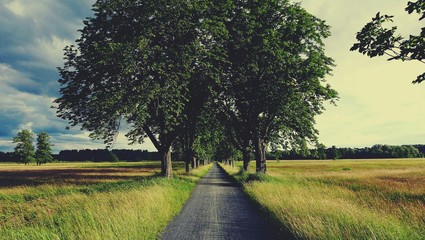 Allee im Mönchbruch
