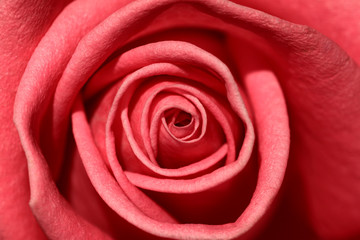 Fototapeta na wymiar Rose Abstract