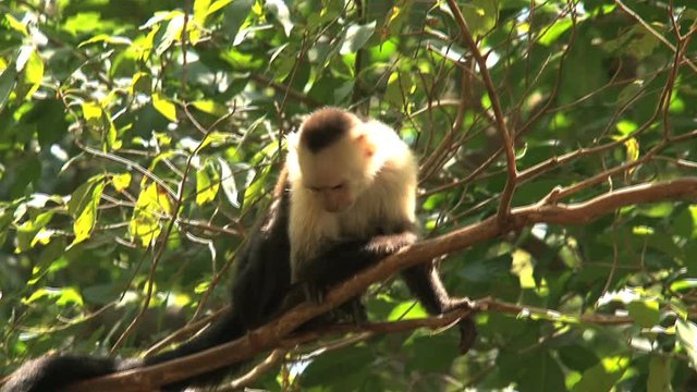 Capuchin monkey in the forest in Costa Rica