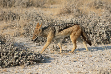 Fototapeta na wymiar Black-backed jackal, Canis mesomelas