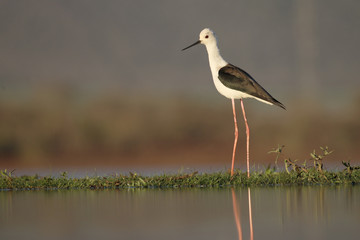 Black-winged stilt, Himantopus himantopus,