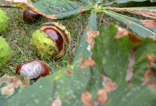 Marron dans sa bogue