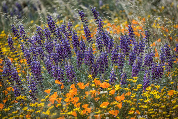 Lupine and poppies near Lake Hughes, California