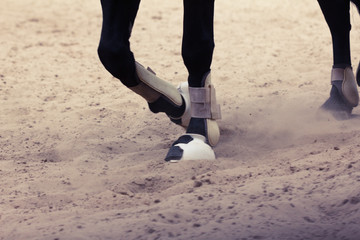 Horse is running fast with the dust from the hooves