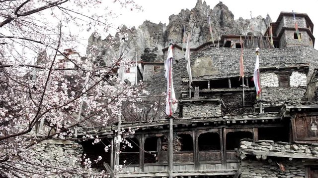 Stone houses under the rocks of Himalayan mountain with blooming tree in front. Nepalese old stone village