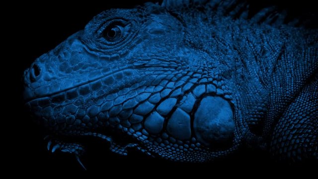 Lizard Looking Around At Night