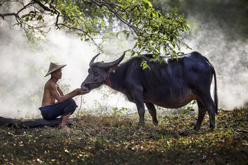 Asian farmer and his buffalo in Thailand