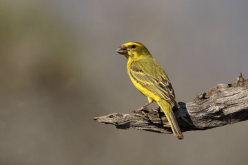 Bully canary, Serinus sulphuratus